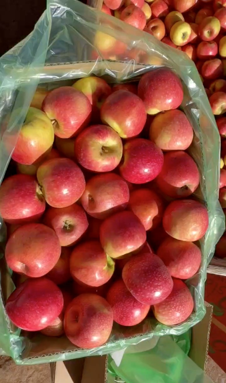 Royal Gala apples lined in a bulk export carton