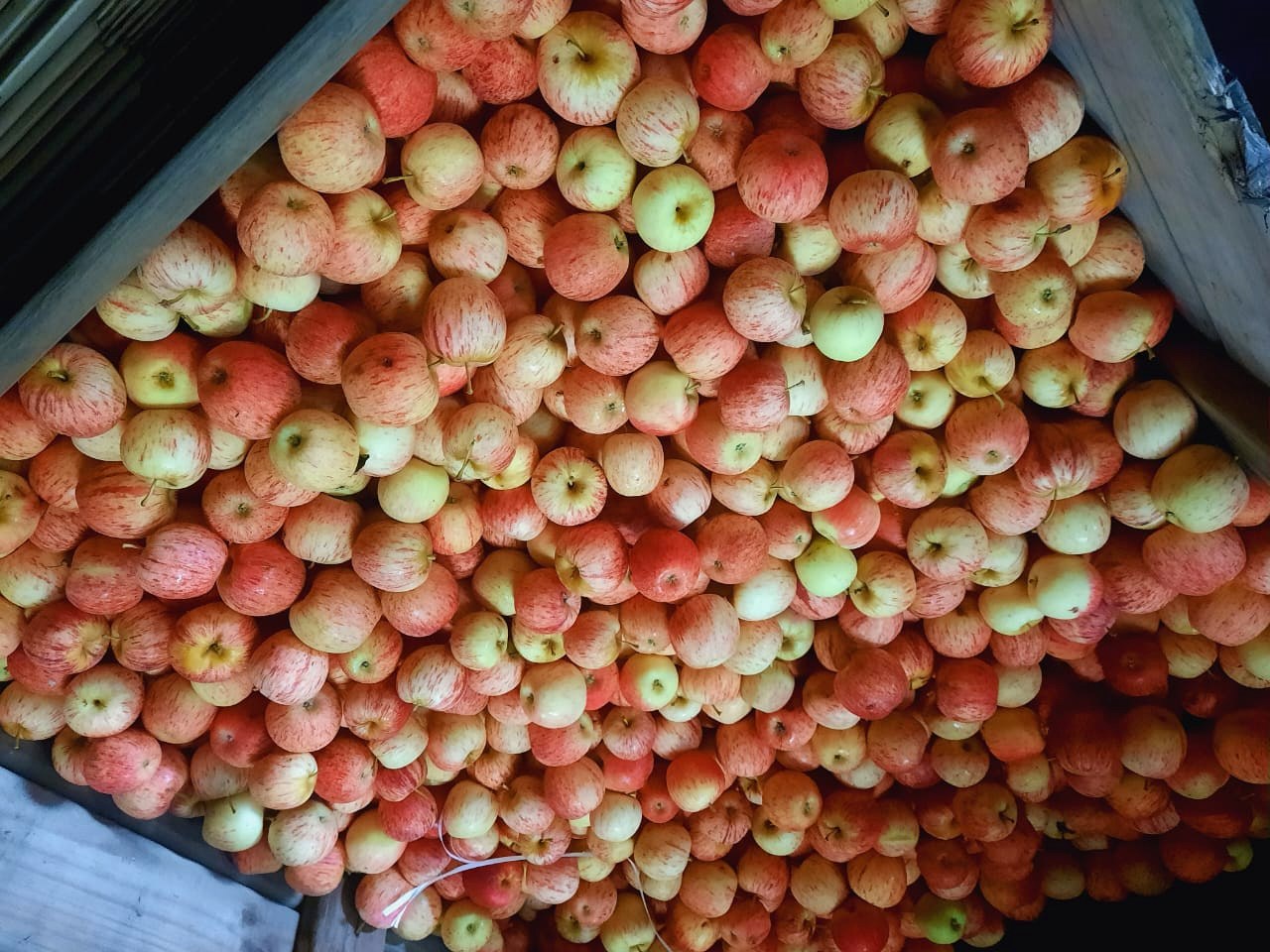 Royal Gala apples filling a wooden pack-house bin