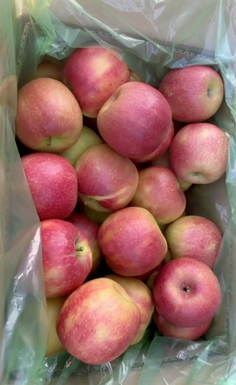 Liner-bagged apples in a pack-house bin