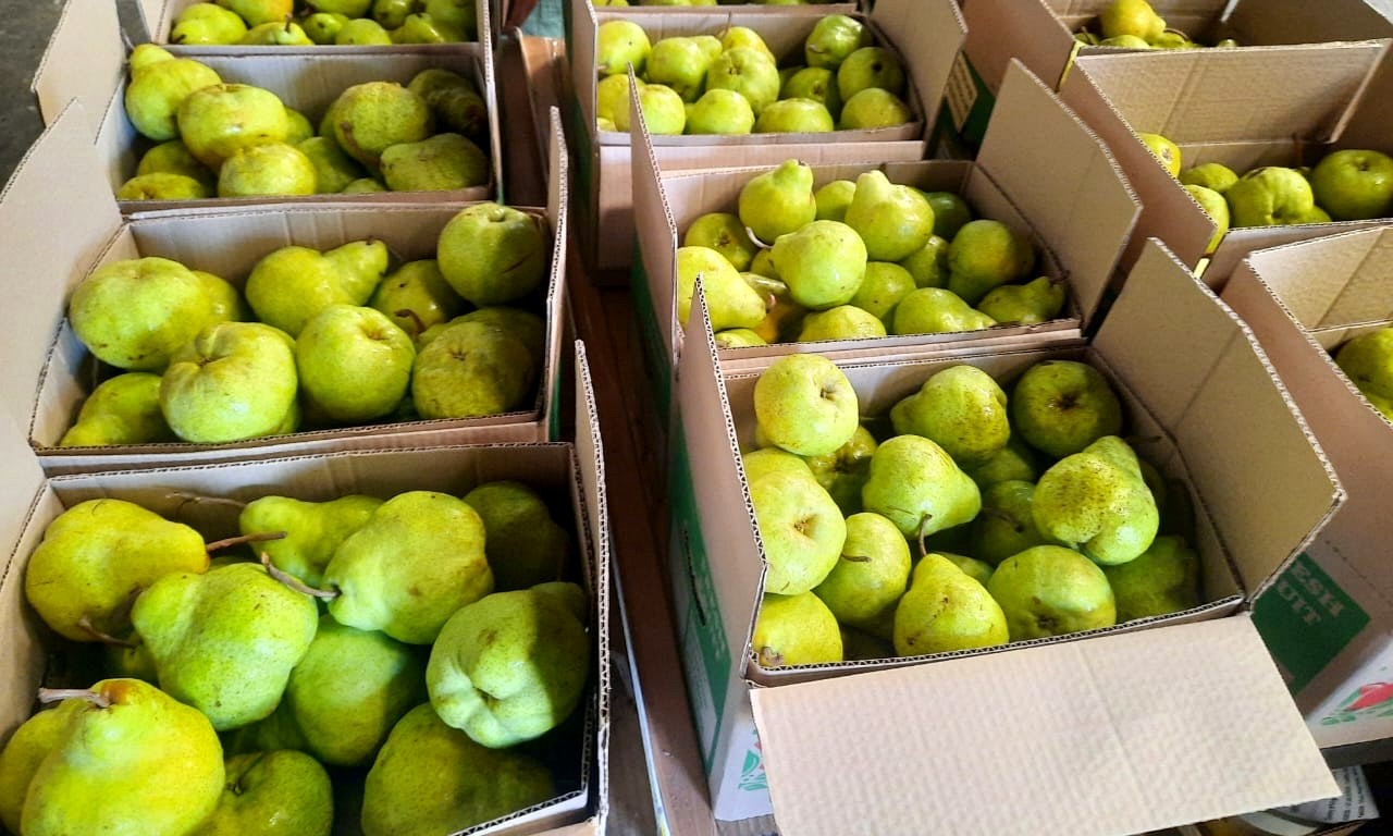 Open cartons filled with green Packham pears