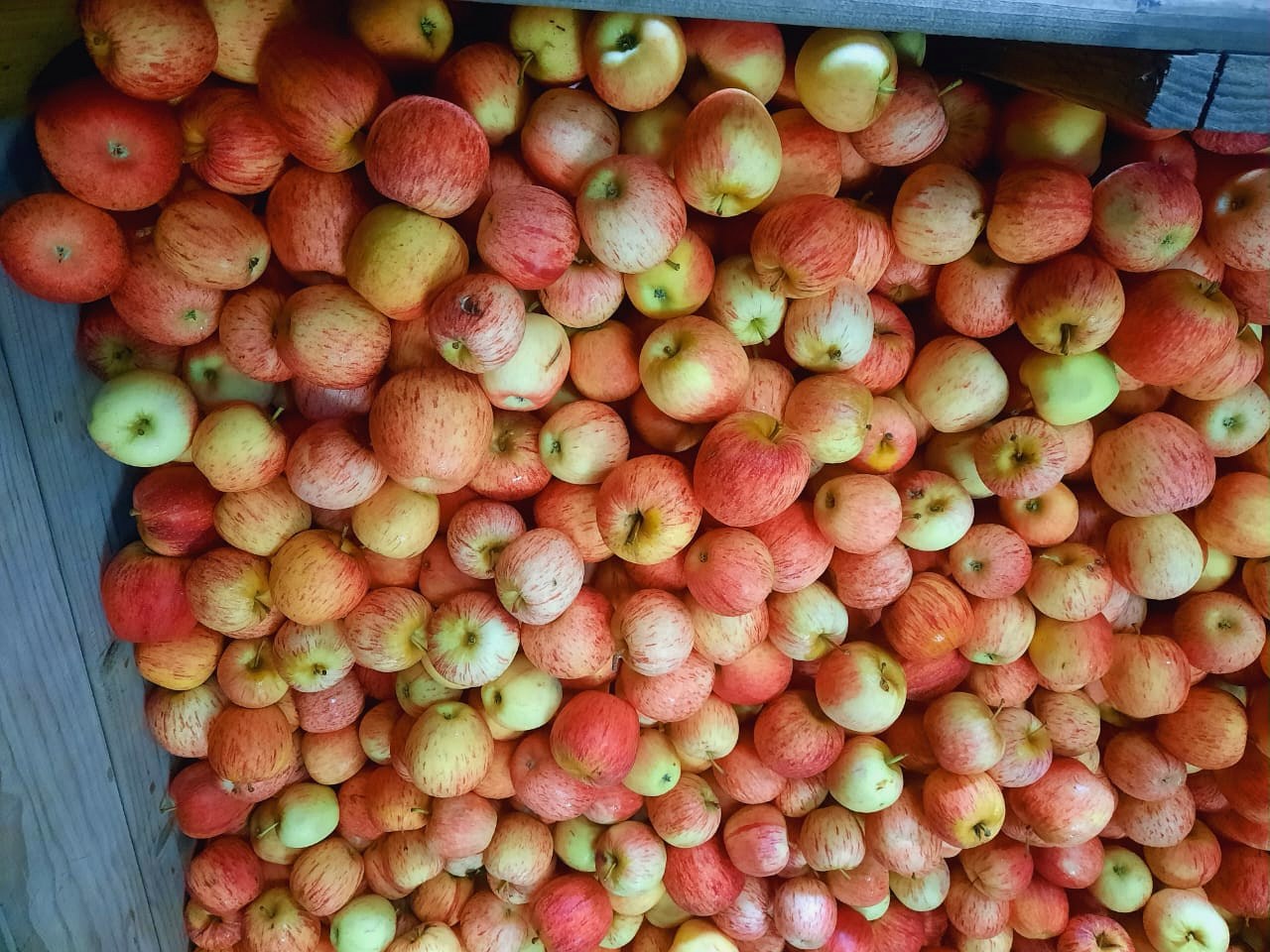 Close view of blush-striped Royal Gala apples