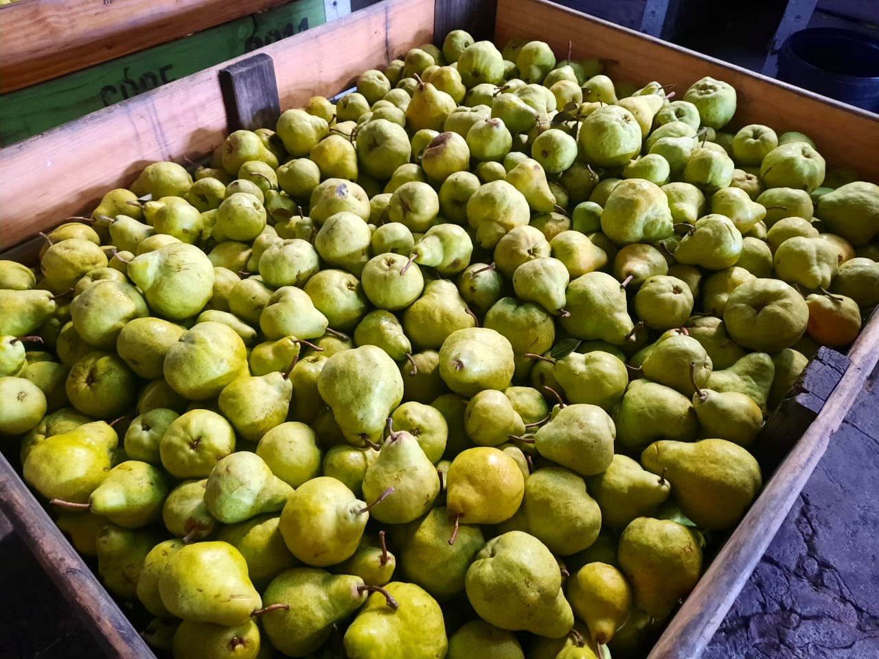 Green pears filling a wooden orchard bin