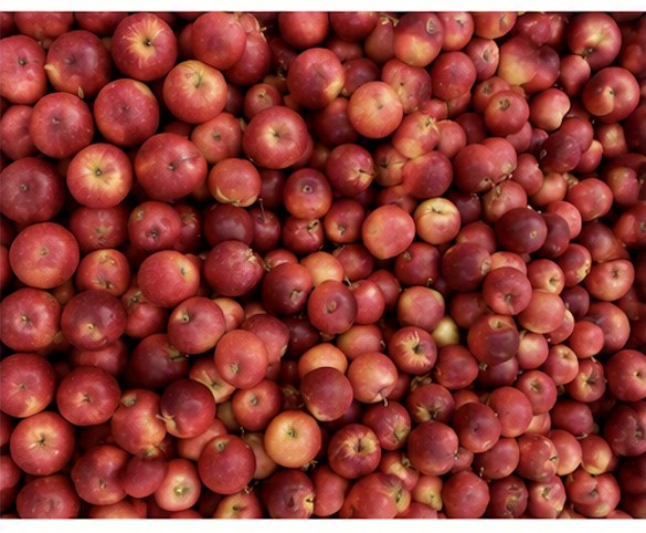 Bulk Class 1 apples after grading