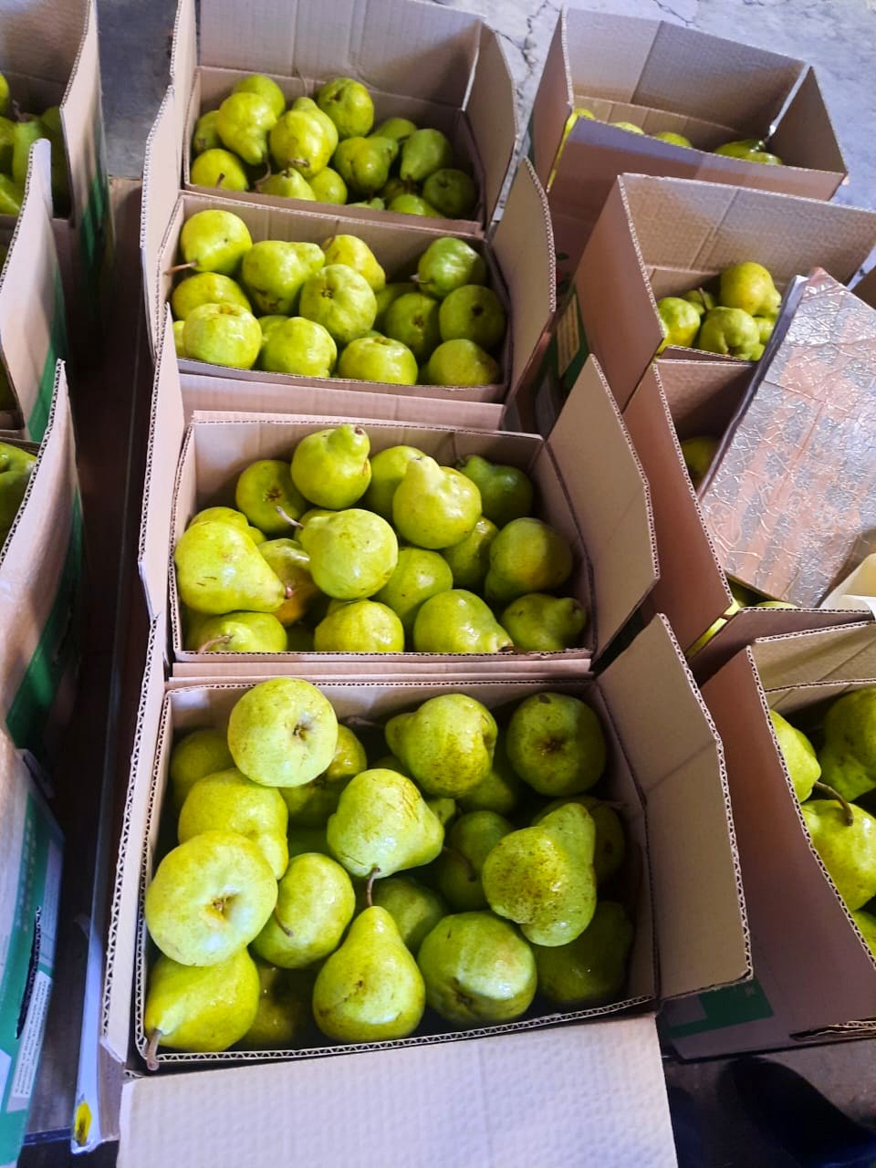 Stacked cartons of green pears in the pack-house